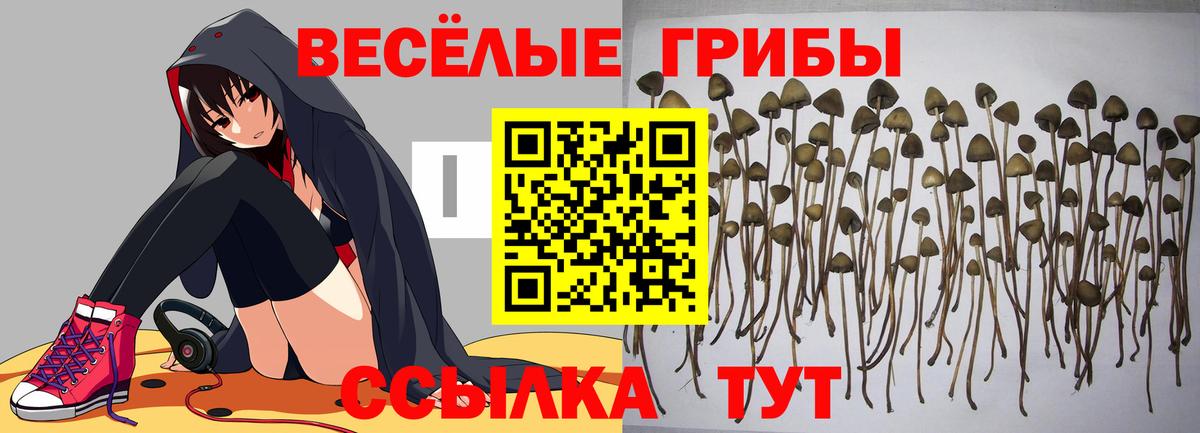 Кириши  Псилоцибиновые грибы Cubensis  Вход с VPN 